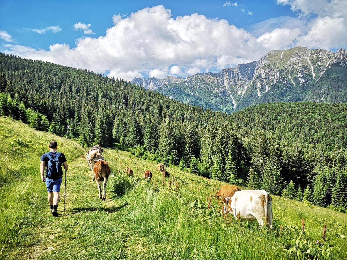 Mountain Lodge Rîşnov Exteriér fotografie